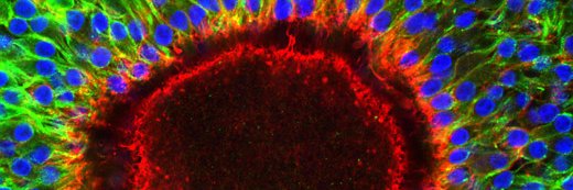 KU Med Institute for Repro & Develop Sciences banner