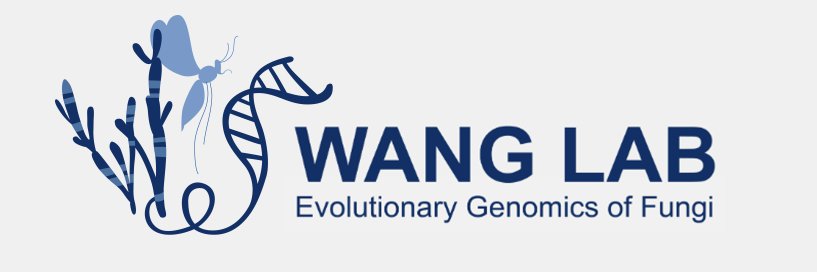 Yan Wang banner