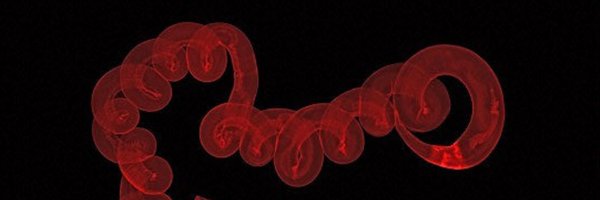 MaizelsLab Profile Banner