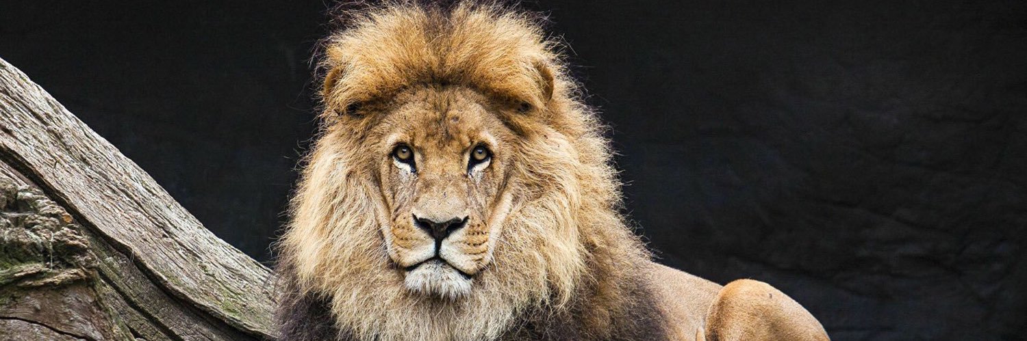 أبو محمد.. banner