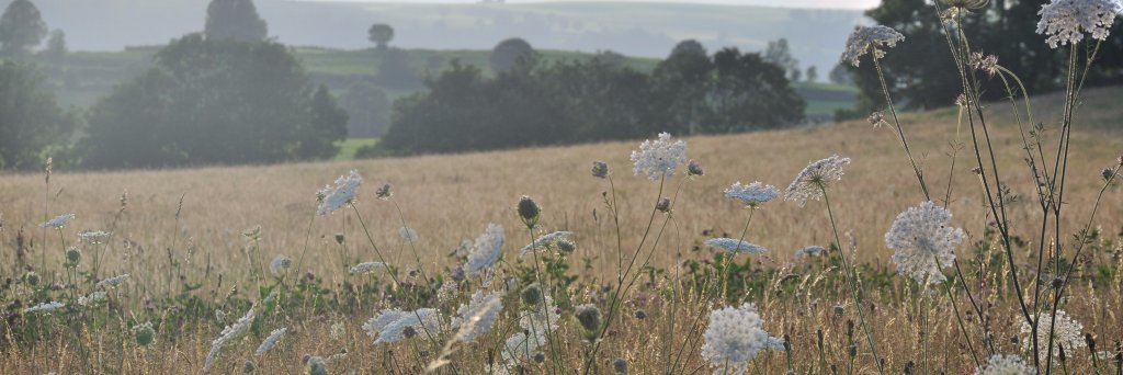 InesChee's profile banner image