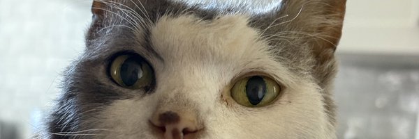 Bengeorgezi Profile Banner