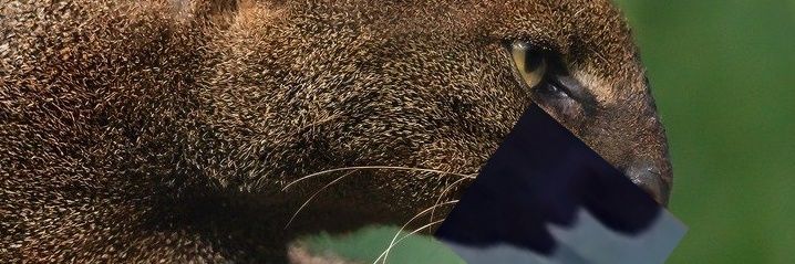 benetzooo's profile banner image