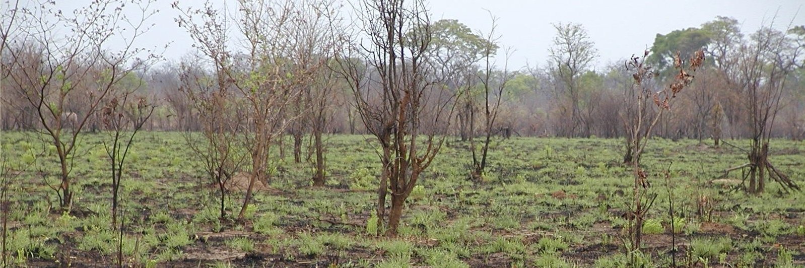 Prof Alistair Smith banner