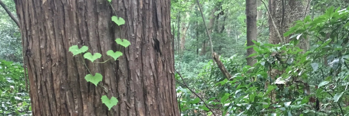 Shannon Vickers banner