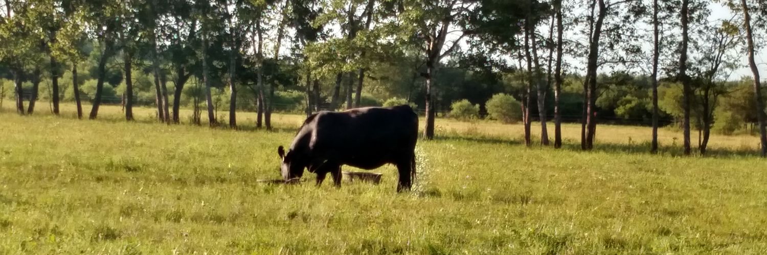 Ltimbercattle's profile banner image