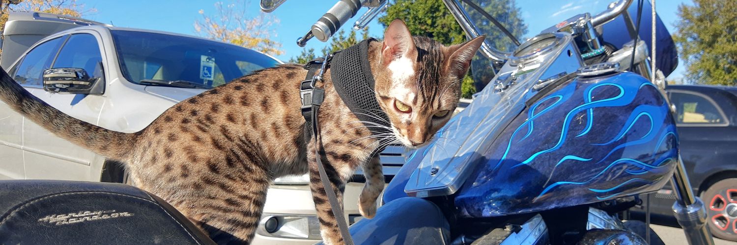 Michelle Hudson banner