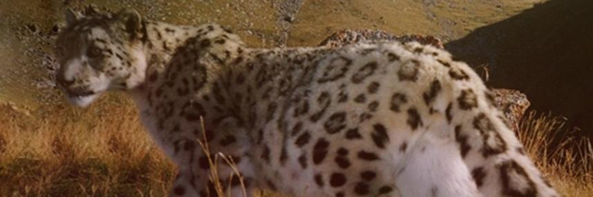 SnowLeopardInfo's profile banner image