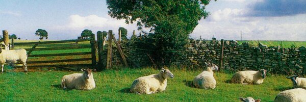 sbroderick Profile Banner