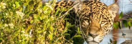 chichicesar's profile banner image