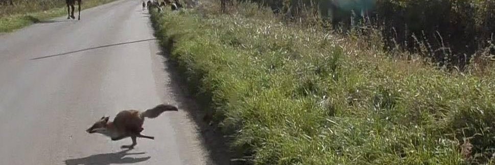 Dorset Hunt Monitor's banner
