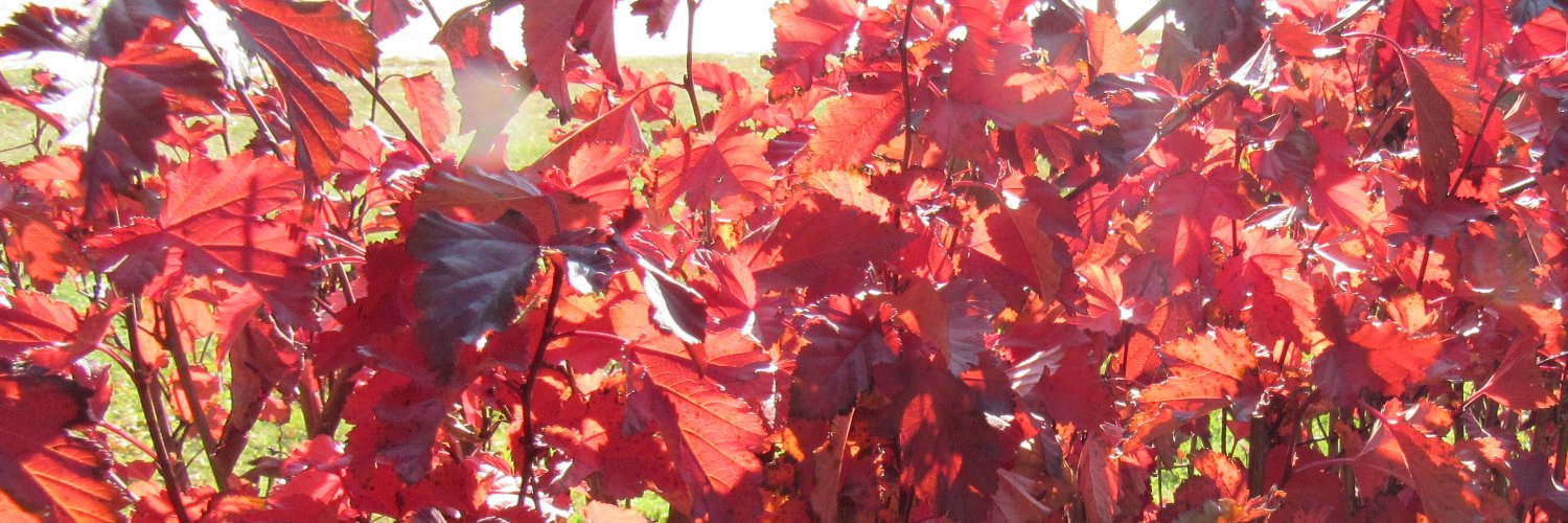 ponyboy of Dune banner