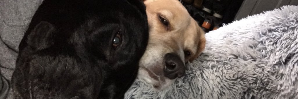 daltonlong94's profile banner image