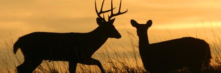 WickedWildHunt's profile banner image