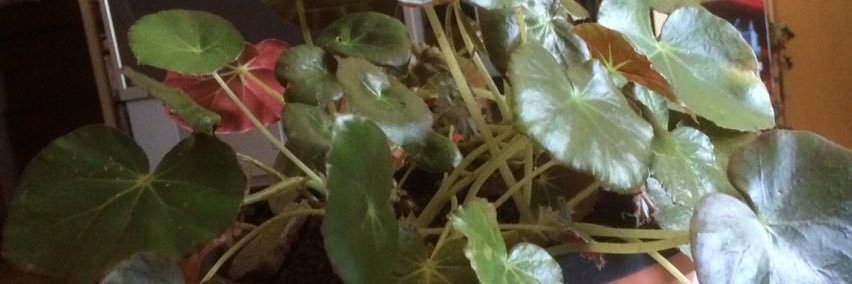 Leg, Tool Assisted Funposting banner