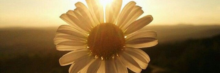 peque_dali's profile banner image