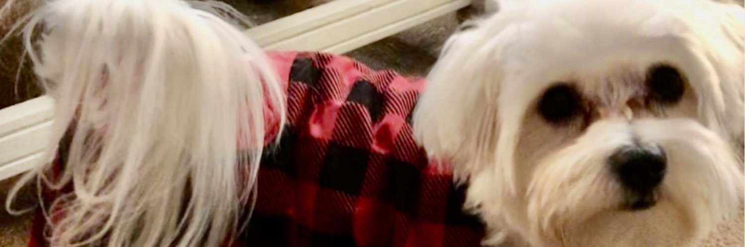 ᗴᒪIᘔᗩᗷᗴTᕼ 😺 banner