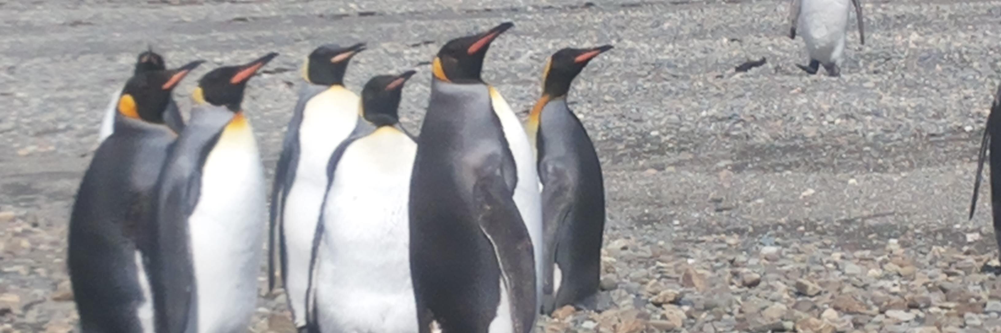 Claudio Radonich banner