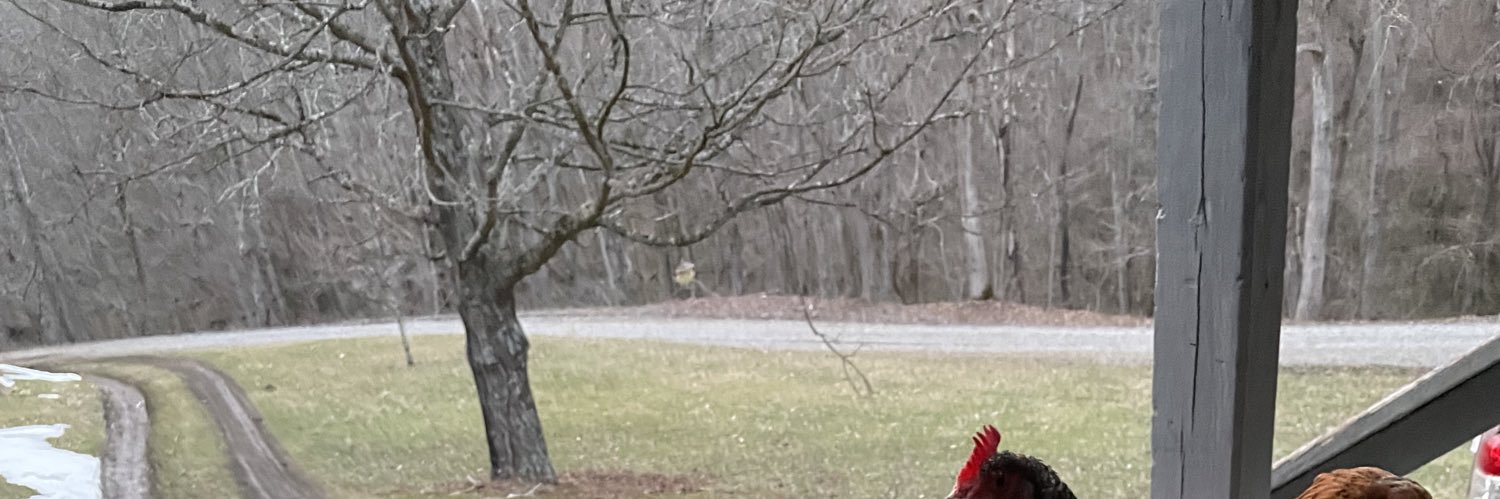 Steve banner
