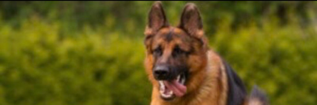 DonnsShepherds banner