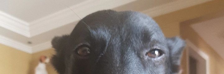 caalazaro's profile banner image