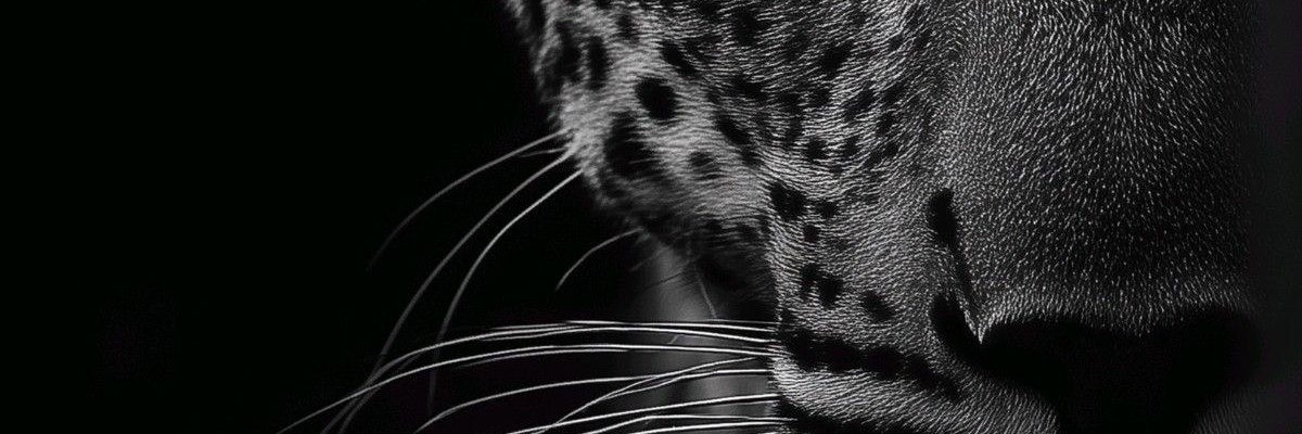 mrfoxlike's profile banner image