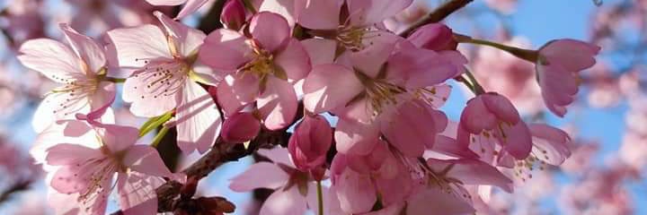 Katie Phillips banner