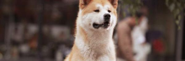 SonnyAQP Profile Banner