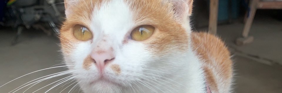 XOXOPicasso's profile banner image