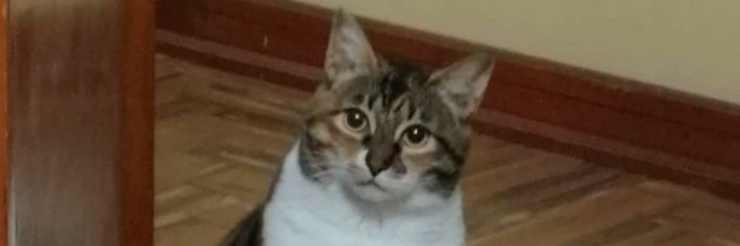 cachetes_isra's profile banner image