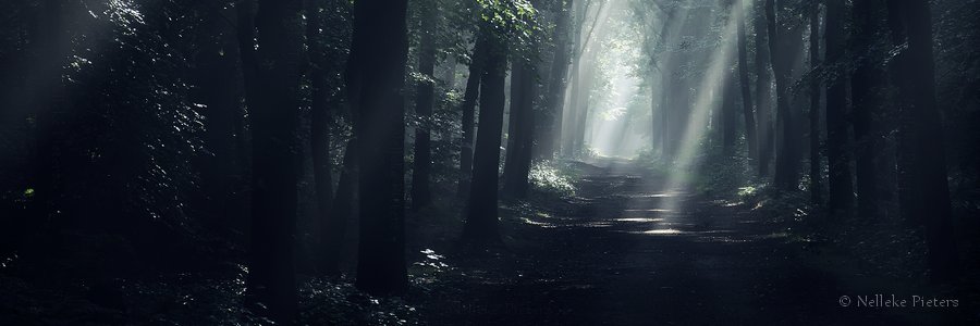 AL4D1N's profile banner image
