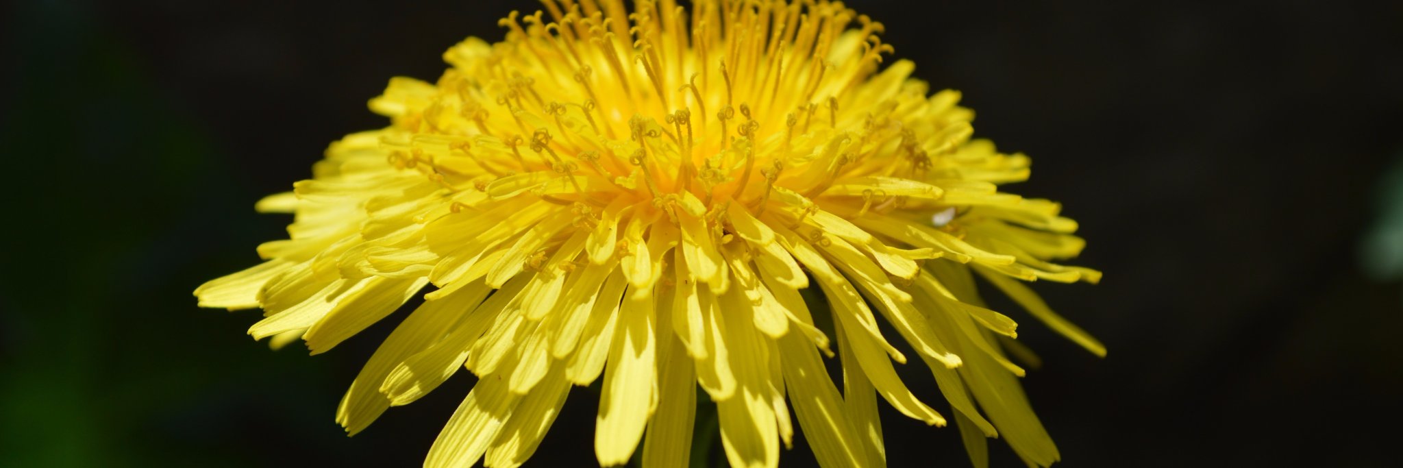 HouseofHealthNZ's profile banner image