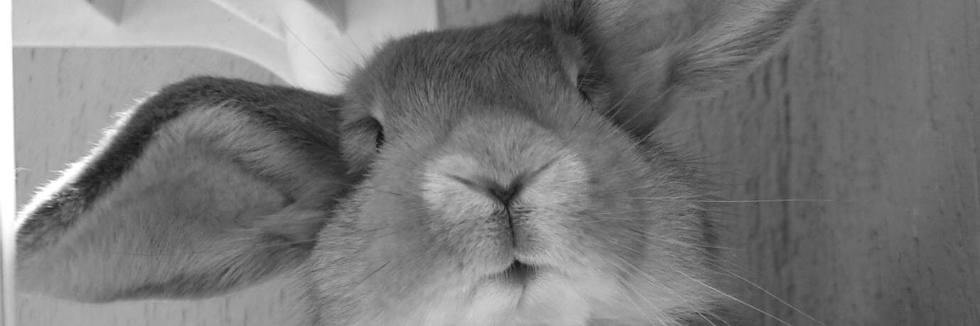 jahoni's profile banner image