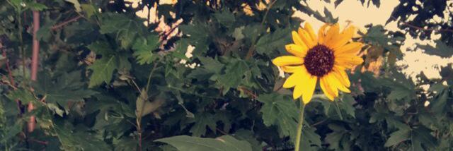 oliverenee's profile banner image