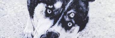 persnngrata's profile banner image