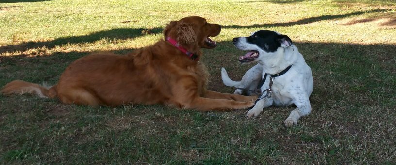 Sally Sprouse-Anderson banner