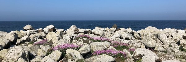 MoscogiuriF Profile Banner