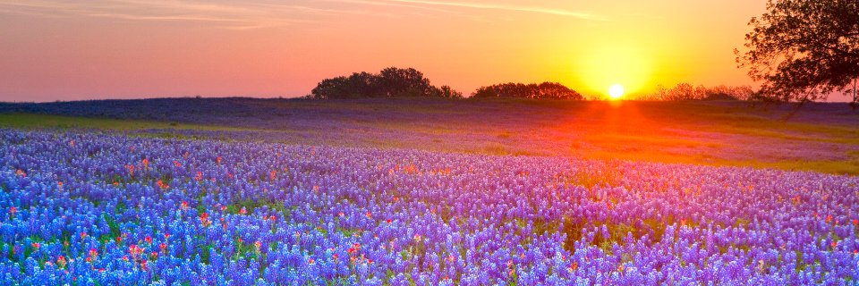 TXSportsReports banner