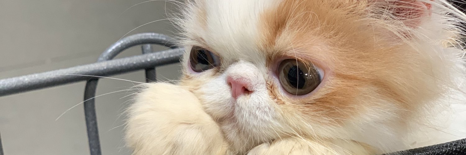 CathyCakess_'s profile banner image