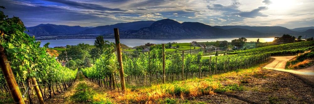 Laughing Stock Vyds banner