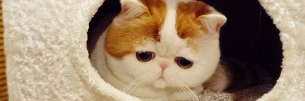 ktuyentran7's profile banner image