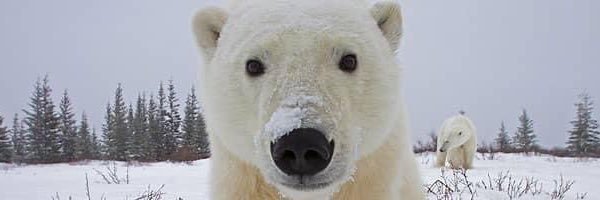 WxMamaBear banner