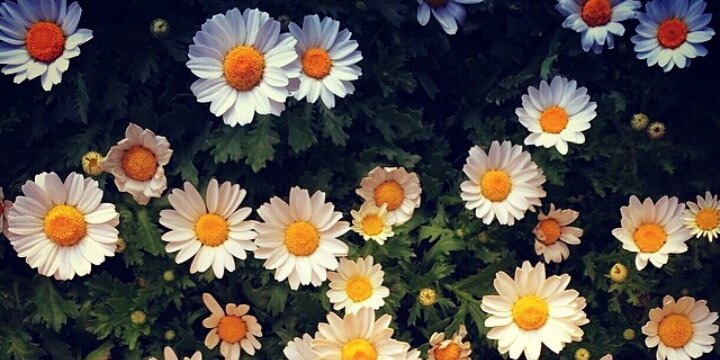 JAJA_ARALE's profile banner image
