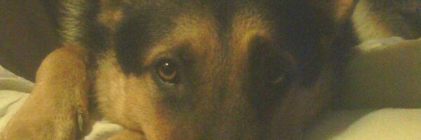 × P a β l ø × banner