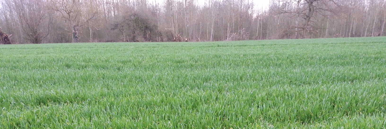 Isabel Almudi also @isabelalmudi.bsky.social banner