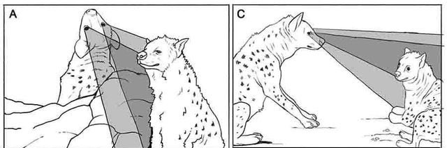 shrimp bizkit banner