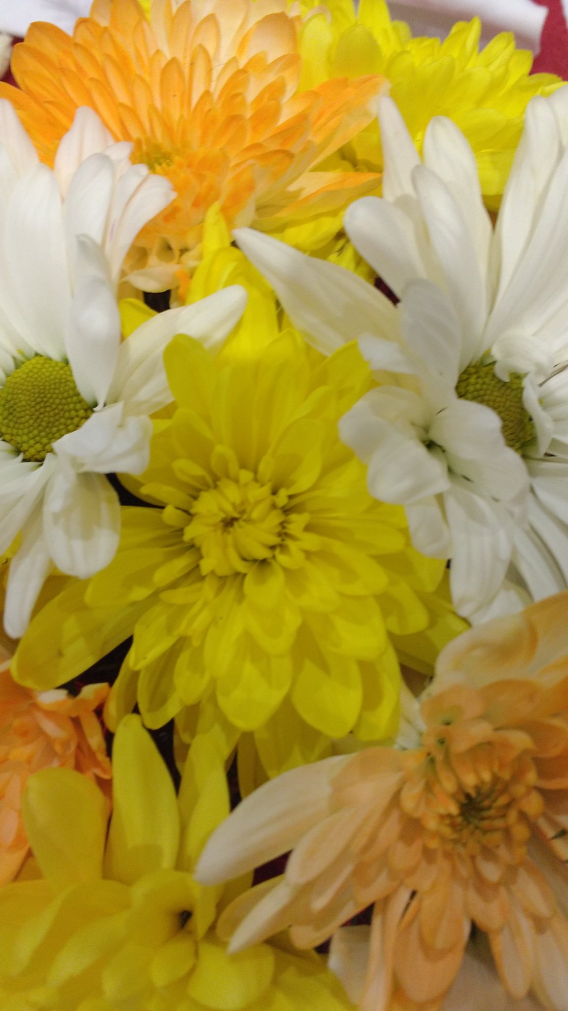 FlorBeltramino's profile banner image