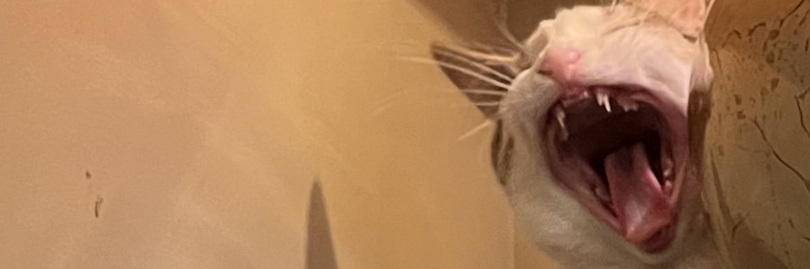 MorganBelshause's profile banner image
