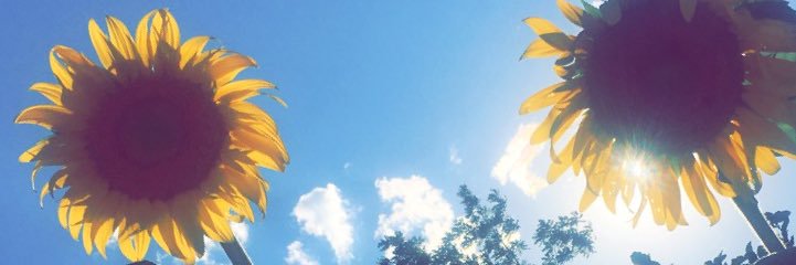 cayla_ko's profile banner image