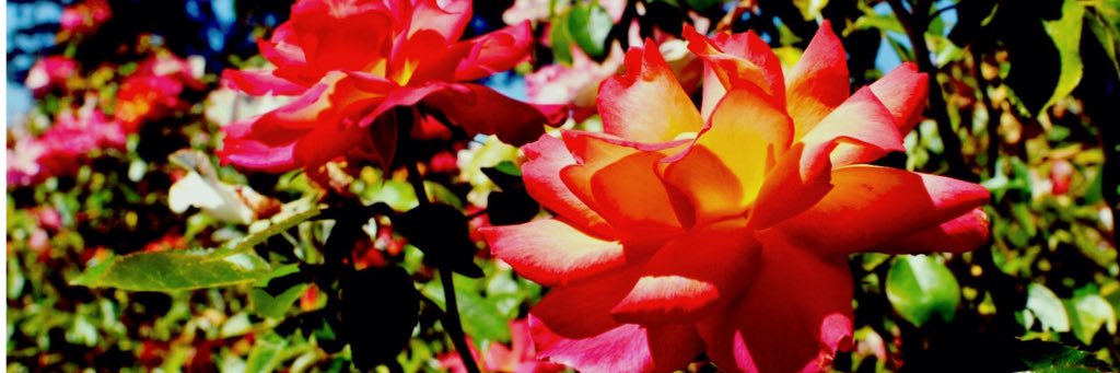 Glorius_Gloria's profile banner image